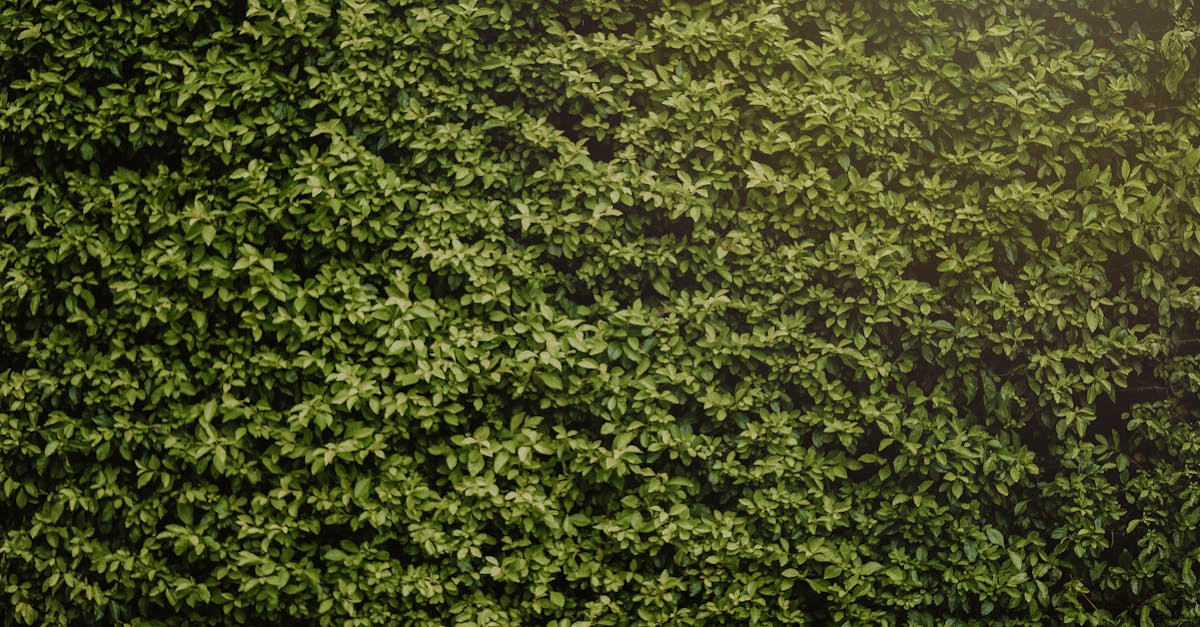 découvrez hedge experts, votre partenaire de confiance en solutions de gestion de portefeuille et stratégies de couverture pour optimiser vos investissements.