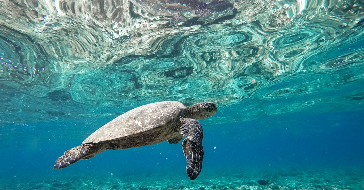 d&eacute;couvrez les actions et initiatives pour la conservation des oc&eacute;ans, pr&eacute;server la biodiversit&eacute; marine et lutter contre la pollution afin de prot&eacute;ger nos &eacute;cosyst&egrave;mes marins.