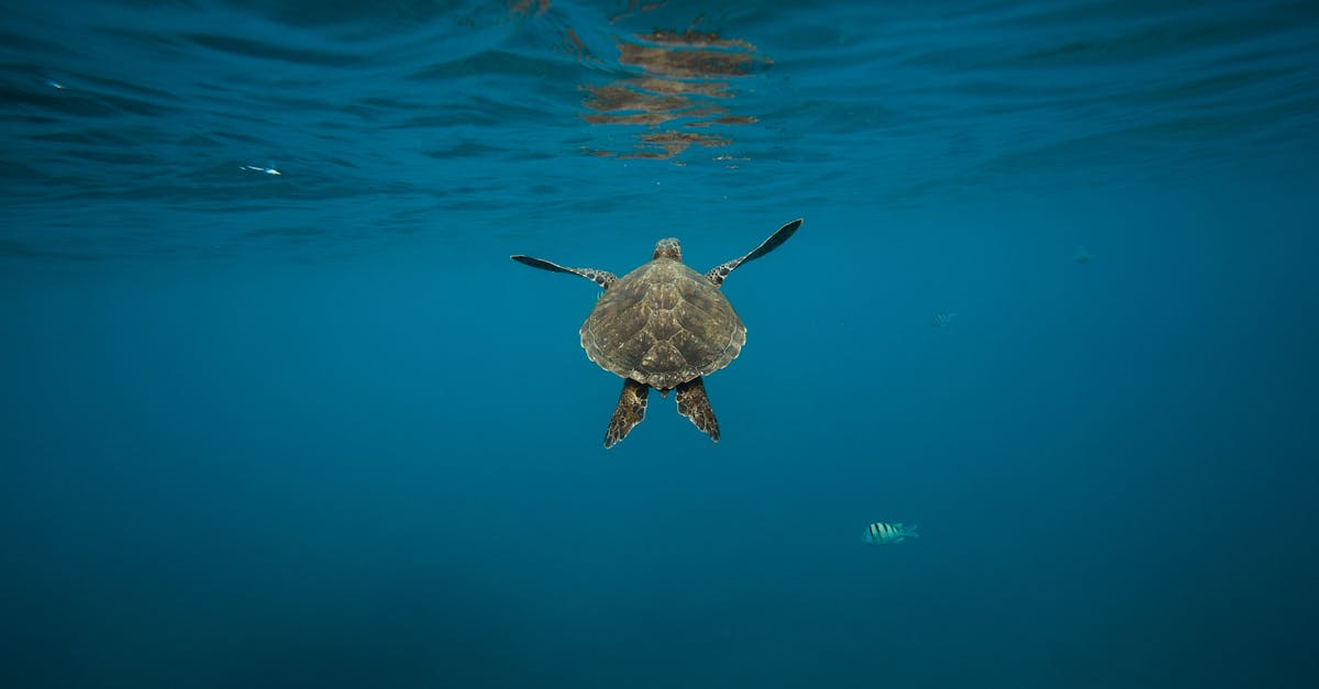 d&eacute;couvrez l'importance de la conservation des oc&eacute;ans et les actions essentielles pour prot&eacute;ger la biodiversit&eacute; marine et pr&eacute;server nos &eacute;cosyst&egrave;mes marins pour les g&eacute;n&eacute;rations futures.