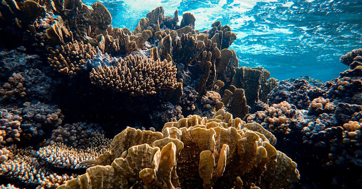 d&eacute;couvrez les actions et initiatives essentielles pour la conservation des oc&eacute;ans, pr&eacute;server la biodiversit&eacute; marine et prot&eacute;ger nos &eacute;cosyst&egrave;mes marins pour les g&eacute;n&eacute;rations futures.