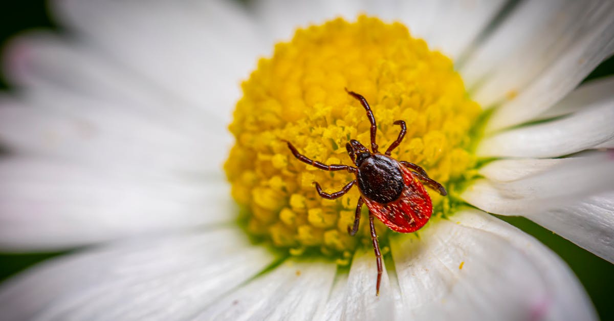 d&eacute;couvrez les diff&eacute;rentes menaces li&eacute;es aux nuisibles et apprenez comment prot&eacute;ger efficacement vos espaces contre les infestations.