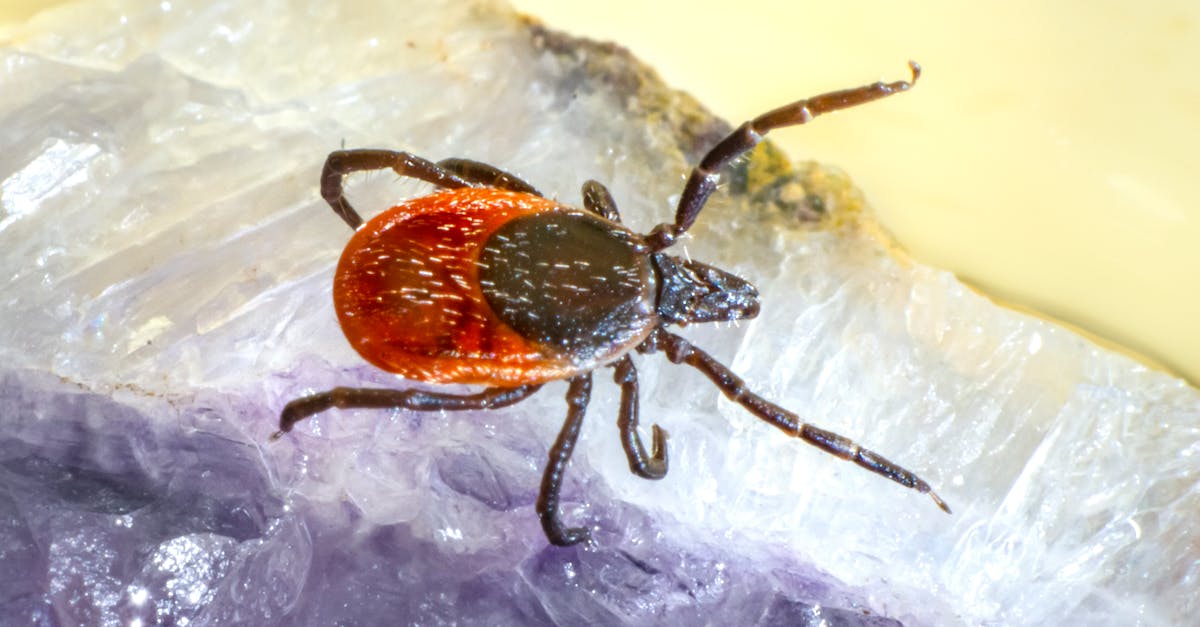 d&eacute;couvrez les menaces li&eacute;es aux nuisibles et apprenez comment les identifier, pr&eacute;venir et contr&ocirc;ler efficacement les infestations pour prot&eacute;ger votre environnement.