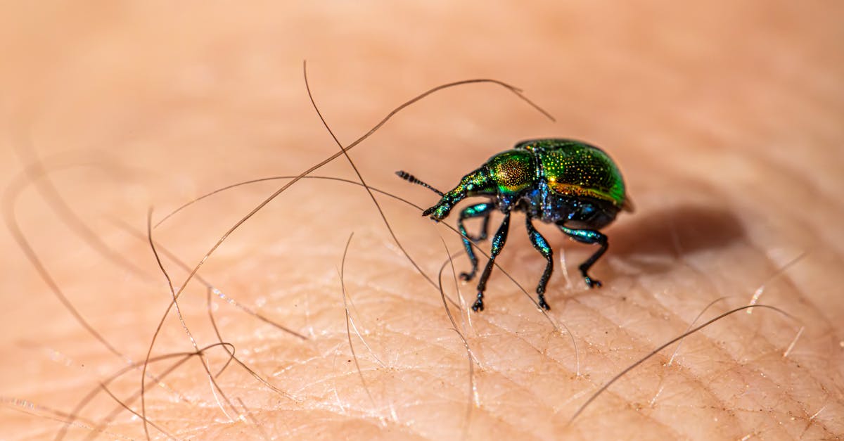 d&eacute;couvrez les menaces li&eacute;es aux nuisibles et apprenez comment les identifier, pr&eacute;venir et &eacute;liminer efficacement pour prot&eacute;ger votre environnement.