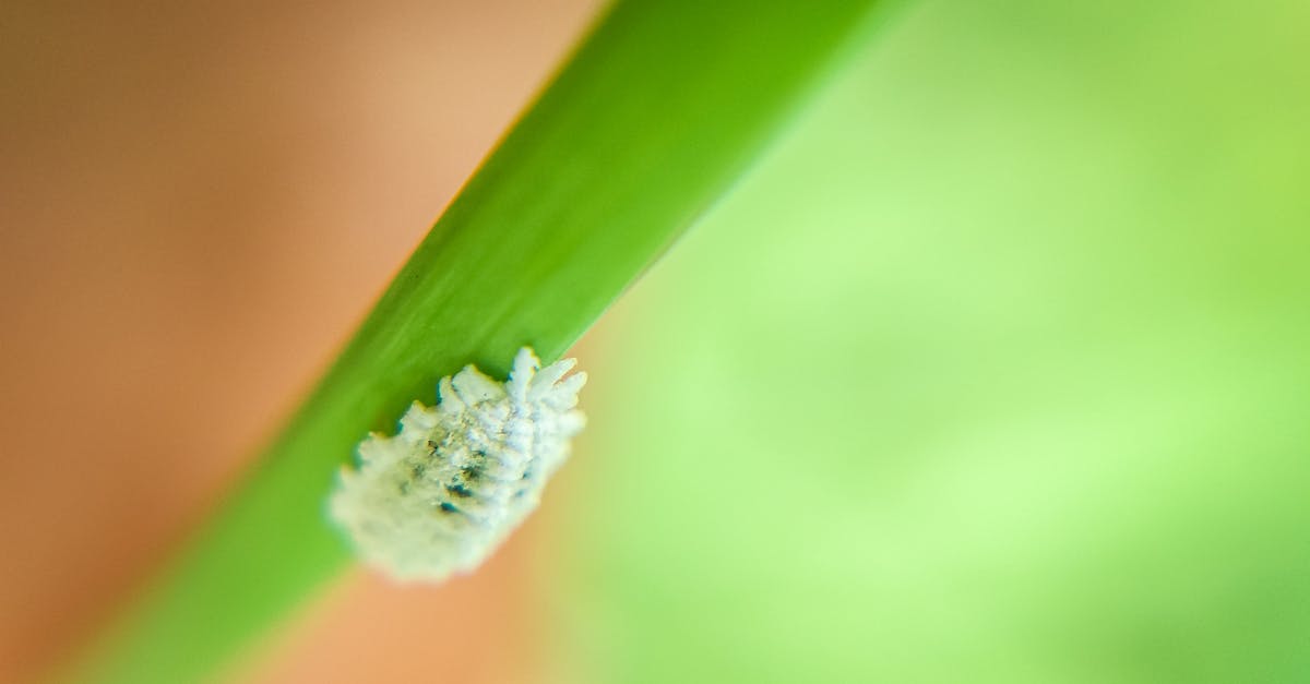 d&eacute;couvrez les diff&eacute;rentes menaces li&eacute;es aux nuisibles, leurs impacts et les m&eacute;thodes efficaces pour les pr&eacute;venir et les contr&ocirc;ler.