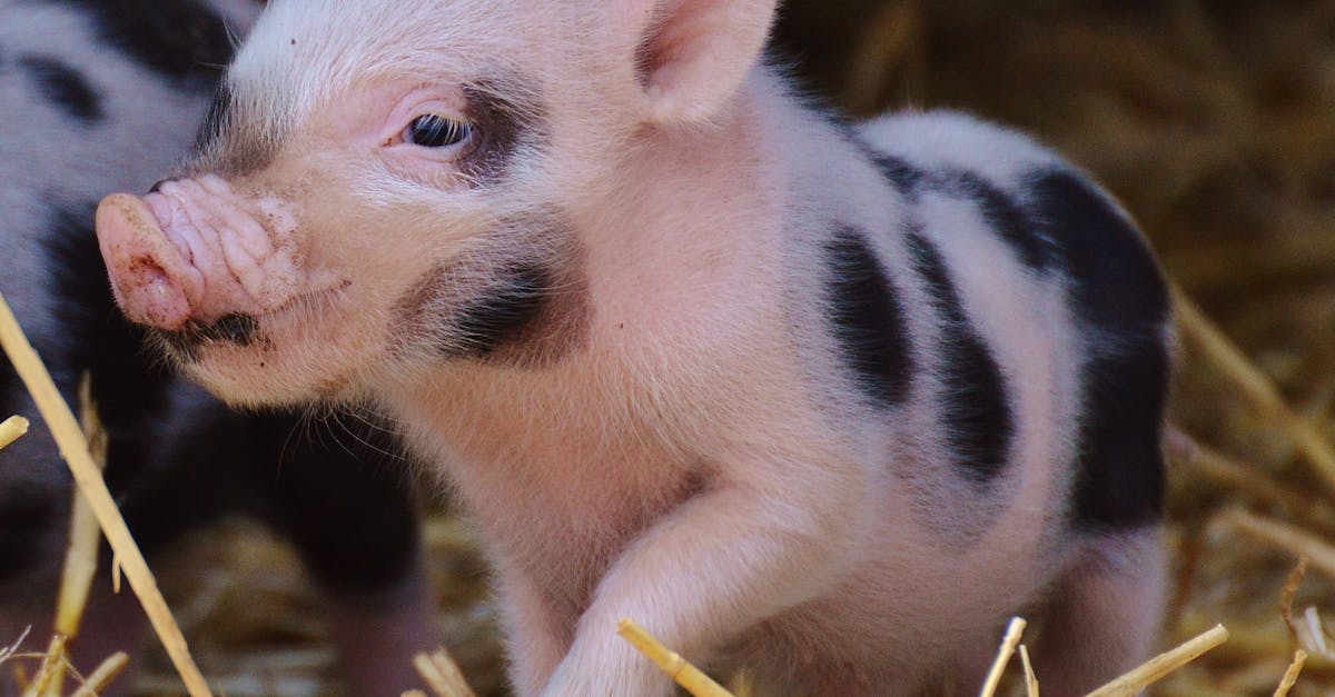 d&eacute;couvrez tout sur la t&ecirc;te de porc : recettes, astuces culinaires et informations nutritionnelles pour appr&eacute;cier ce mets traditionnel.