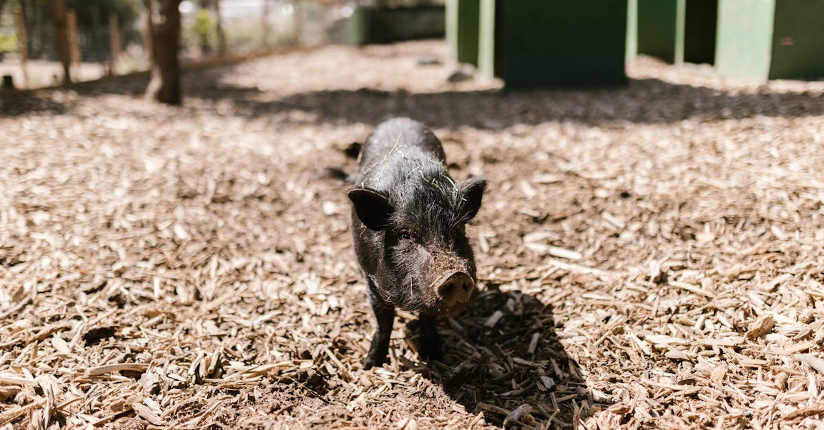 d&eacute;couvrez tout sur la t&ecirc;te de porc : recettes, pr&eacute;paration et astuces culinaires pour sublimer ce morceau traditionnel.