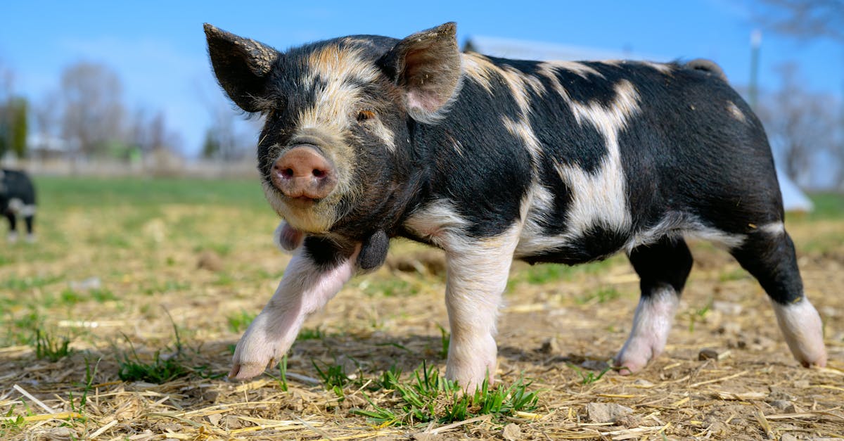 d&eacute;couvrez tout sur la t&ecirc;te de cochon : recettes, pr&eacute;parations et conseils culinaires pour sublimer ce morceau traditionnel.