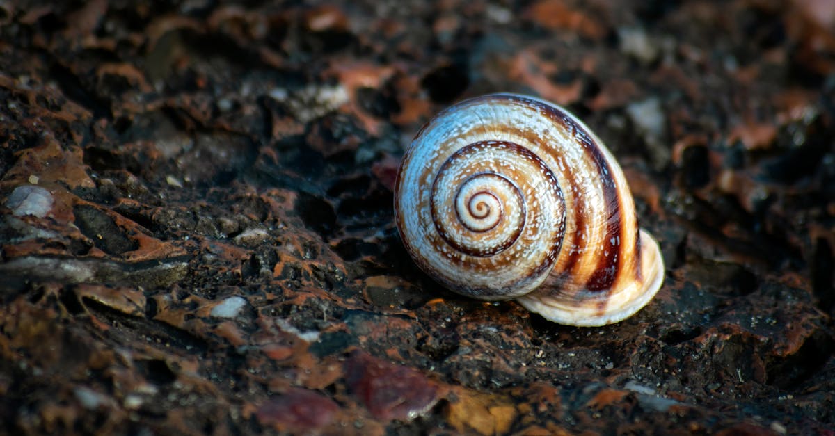 d&eacute;couvrez la beaut&eacute; naturelle des coquilles d'escargot, leurs formes uniques et leurs couleurs fascinantes.