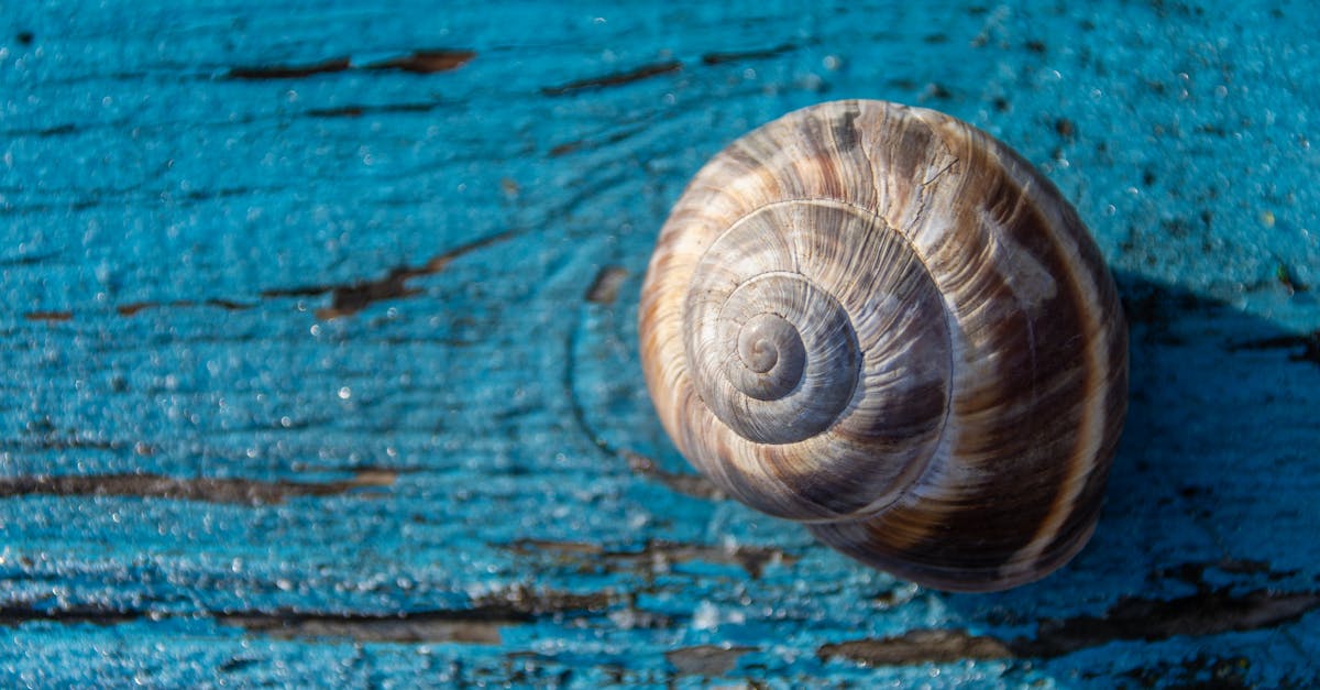 d&eacute;couvrez notre collection unique de coquillages d'escargot, parfaits pour vos projets de d&eacute;coration et d'artisanat.