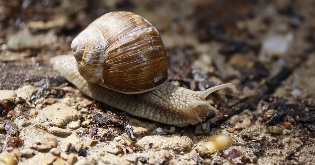 d&eacute;couvrez la beaut&eacute; unique des coquilles d'escargots, leurs formes spiral&eacute;es fascinantes et leur r&ocirc;le essentiel dans la nature.