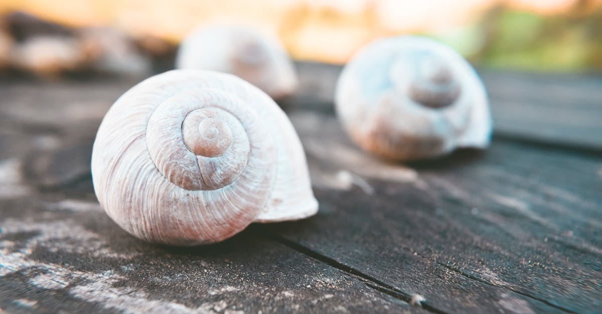 d&eacute;couvrez la beaut&eacute; unique des coquillages d'escargot, leurs formes fascinantes et leur r&ocirc;le dans la nature.