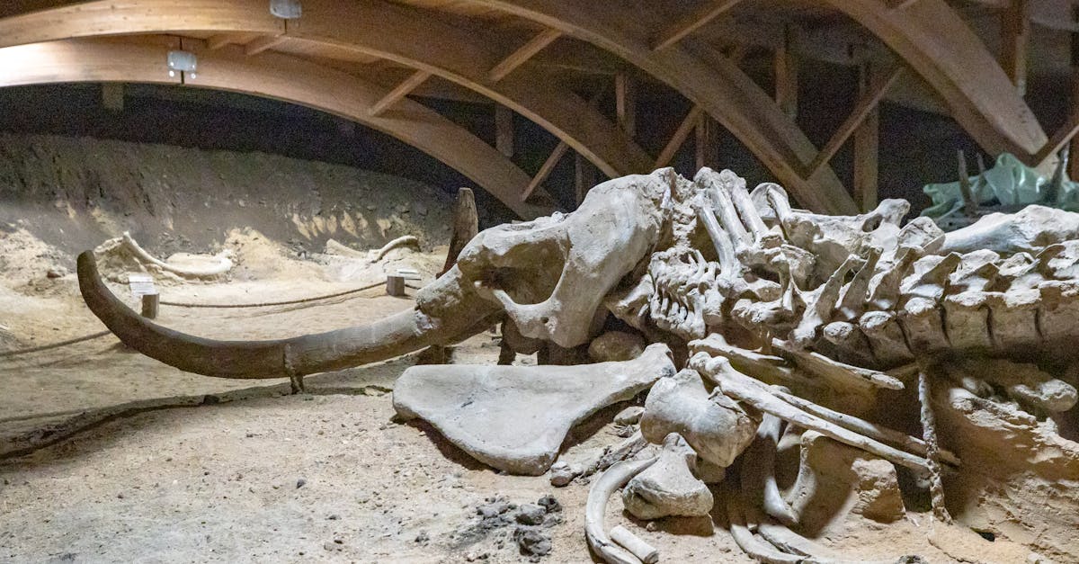 d&eacute;couvrez les causes et les cons&eacute;quences de l'extinction des esp&egrave;ces, et apprenez comment pr&eacute;server la biodiversit&eacute; pour prot&eacute;ger notre plan&egrave;te.