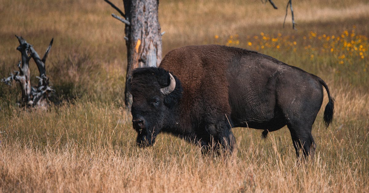 d&eacute;couvrez les causes, les cons&eacute;quences et les mesures pour lutter contre l'extinction des esp&egrave;ces afin de pr&eacute;server la biodiversit&eacute; de notre plan&egrave;te.