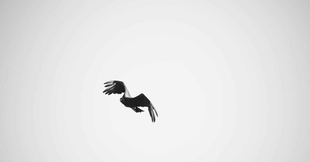 informations et ressources sur le suicide, incluant la pr&eacute;vention, le soutien et les moyens d'aide pour les personnes en d&eacute;tresse.