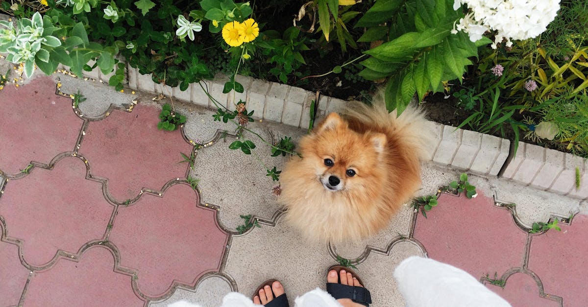 conseils essentiels pour l'entretien des massifs fleuris en &eacute;t&eacute; afin de maintenir des fleurs &eacute;clatantes et un jardin resplendissant tout au long de la saison chaude.