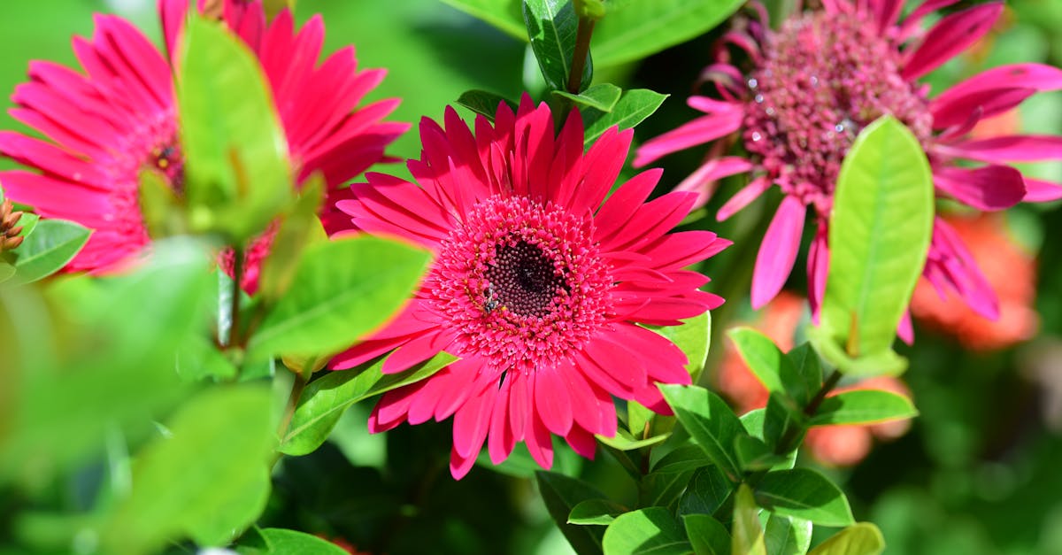 conseils essentiels pour l'entretien des massifs fleuris en &eacute;t&eacute; afin de garder vos fleurs &eacute;clatantes et en pleine sant&eacute; tout au long de la saison.