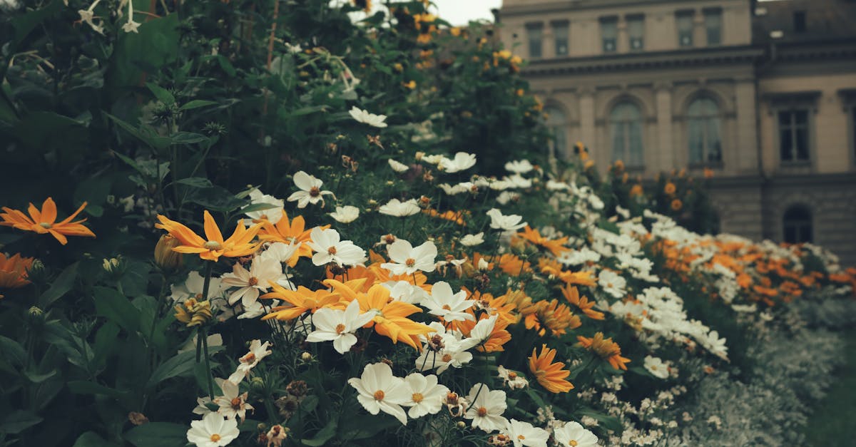 conseils essentiels pour l'entretien des massifs de fleurs en &eacute;t&eacute; afin de favoriser une floraison abondante et durable.