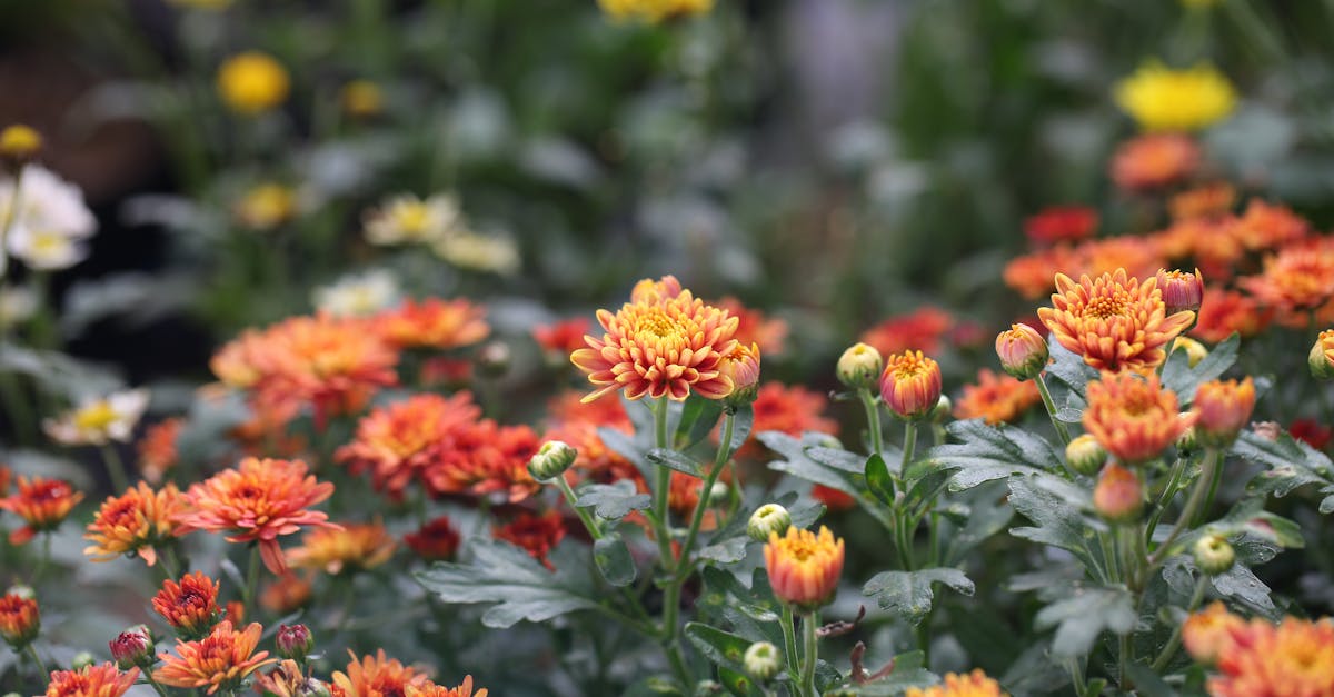 conseils essentiels pour l'entretien de votre parterre de fleurs en &eacute;t&eacute; afin de garantir une floraison abondante et durable.