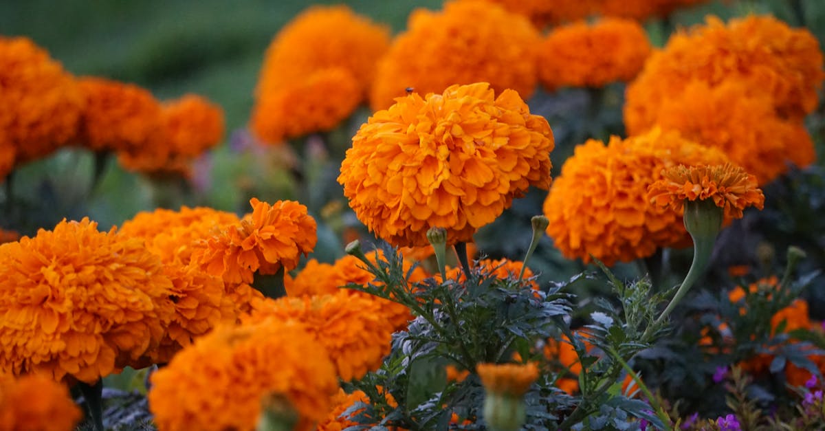 conseils essentiels pour l'entretien des massifs de fleurs en &eacute;t&eacute; afin de garantir une floraison &eacute;clatante et un jardin resplendissant toute la saison.