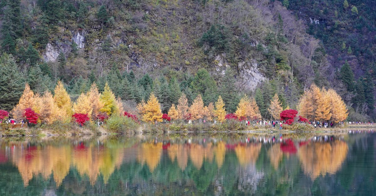 d&eacute;couvrez l'importance des arbres urbains pour am&eacute;liorer la qualit&eacute; de vie en ville, purifier l'air et embellir les espaces urbains.