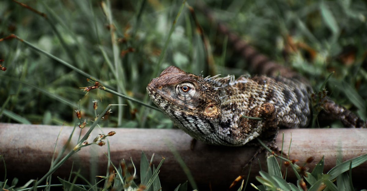 d&eacute;couvrez tout sur l'adaptation : processus, enjeux et exemples dans diff&eacute;rents domaines pour mieux comprendre comment s'ajuster aux changements.