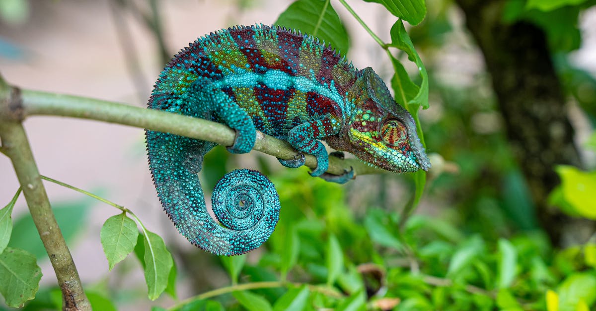 d&eacute;couvrez tout sur l'adaptation, son importance et comment elle influence notre capacit&eacute; &agrave; &eacute;voluer face aux changements.