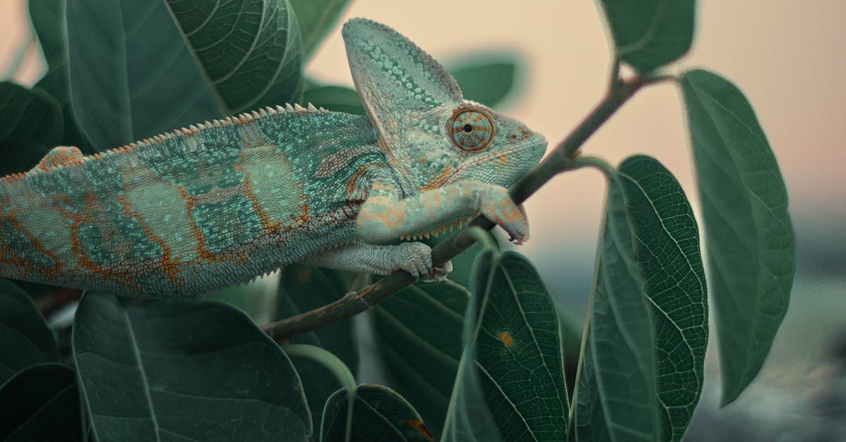 d&eacute;couvrez l'importance de l'adaptation dans diff&eacute;rents contextes pour mieux &eacute;voluer et r&eacute;ussir face aux changements.