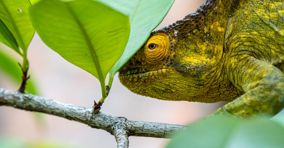 d&eacute;couvrez tout sur l'adaptation, son importance et ses diverses formes dans diff&eacute;rents contextes.