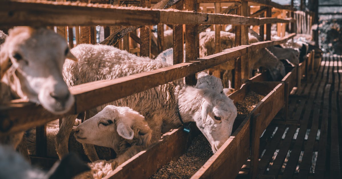 d&eacute;couvrez l'importance du bien-&ecirc;tre animal, les pratiques &eacute;thiques et les initiatives pour prot&eacute;ger les animaux et garantir leur qualit&eacute; de vie.