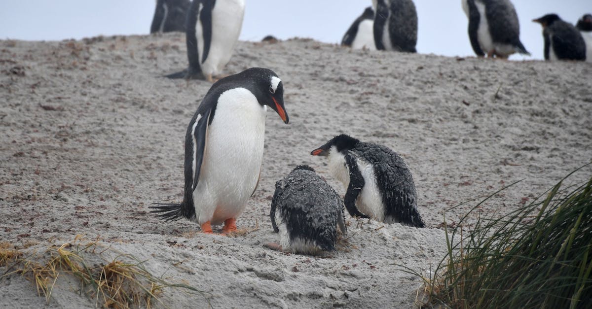 découvrez les principales menaces pesant sur la faune en antarctique et les efforts de conservation pour protéger cet écosystème fragile.