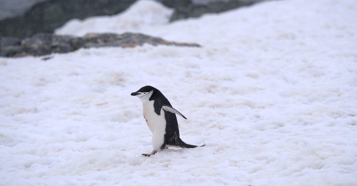 découvrez les principales menaces pesant sur la faune antarctique, leurs impacts environnementaux et les efforts de conservation pour protéger cet écosystème fragile.