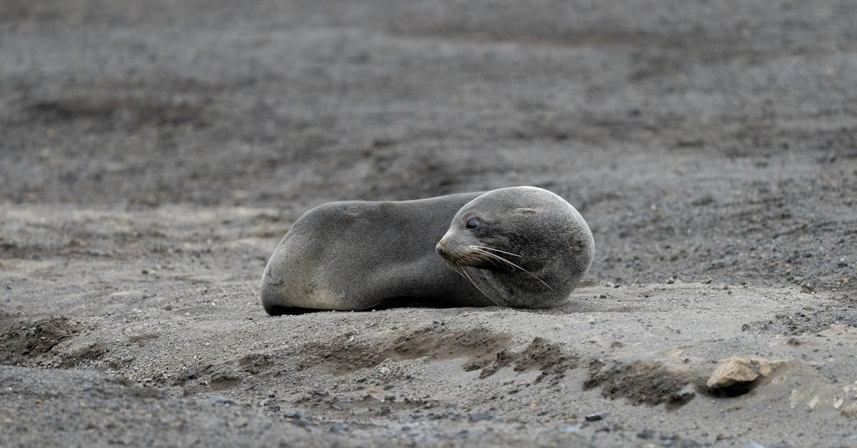 découvrez les principales menaces qui pèsent sur la faune de l'antarctique et les efforts pour protéger cet écosystème fragile.