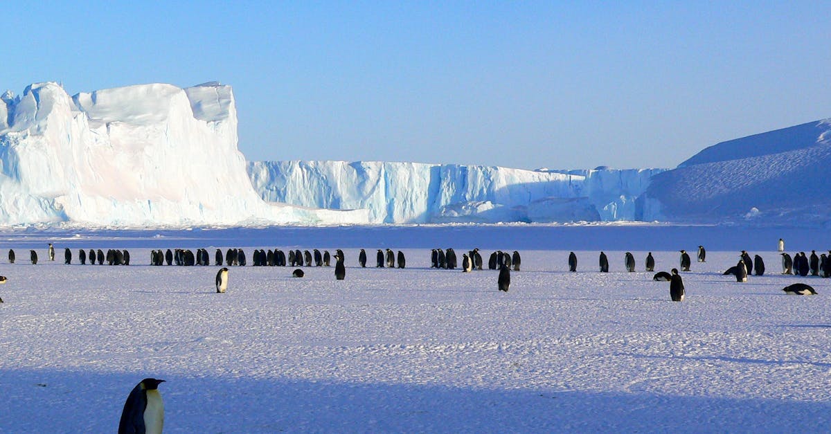 découvrez les menaces majeures pesant sur la faune de l'antarctique et les efforts de conservation pour protéger ses espèces uniques.