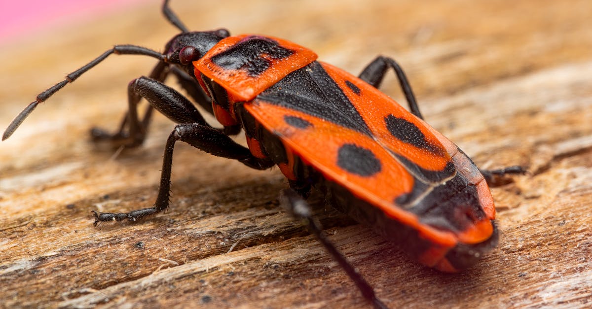 d&eacute;couvrez comment identifier, pr&eacute;venir et &eacute;liminer les punaises de lit efficacement pour prot&eacute;ger votre maison et votre sant&eacute;.