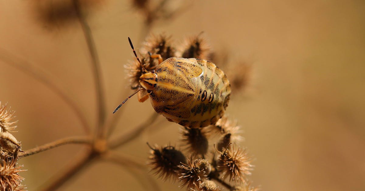 d&eacute;couvrez comment identifier, pr&eacute;venir et &eacute;liminer les punaises de lit efficacement pour prot&eacute;ger votre maison et votre sant&eacute;.