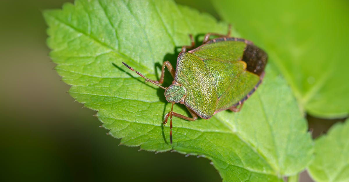 d&eacute;couvrez comment identifier, pr&eacute;venir et &eacute;liminer les punaises de lit efficacement pour prot&eacute;ger votre maison et votre sant&eacute;.