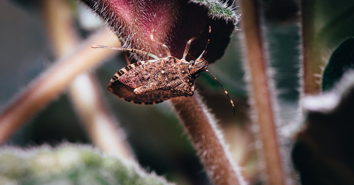 d&eacute;couvrez comment identifier, pr&eacute;venir et &eacute;liminer les punaises de lit pour prot&eacute;ger votre domicile et votre sant&eacute;.