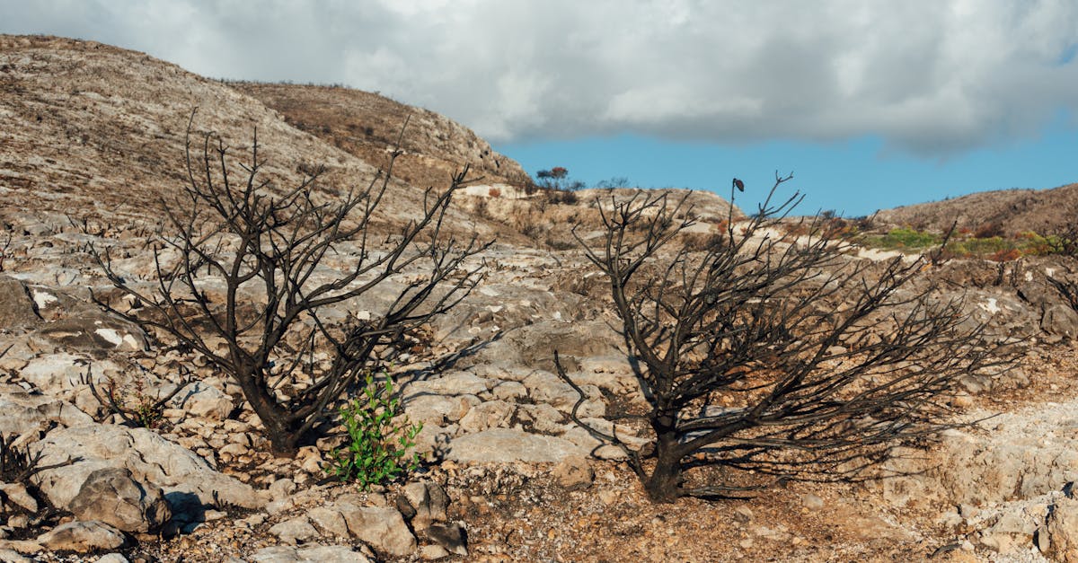 d&eacute;couvrez les causes, impacts et solutions du changement climatique pour mieux comprendre ce d&eacute;fi mondial majeur.