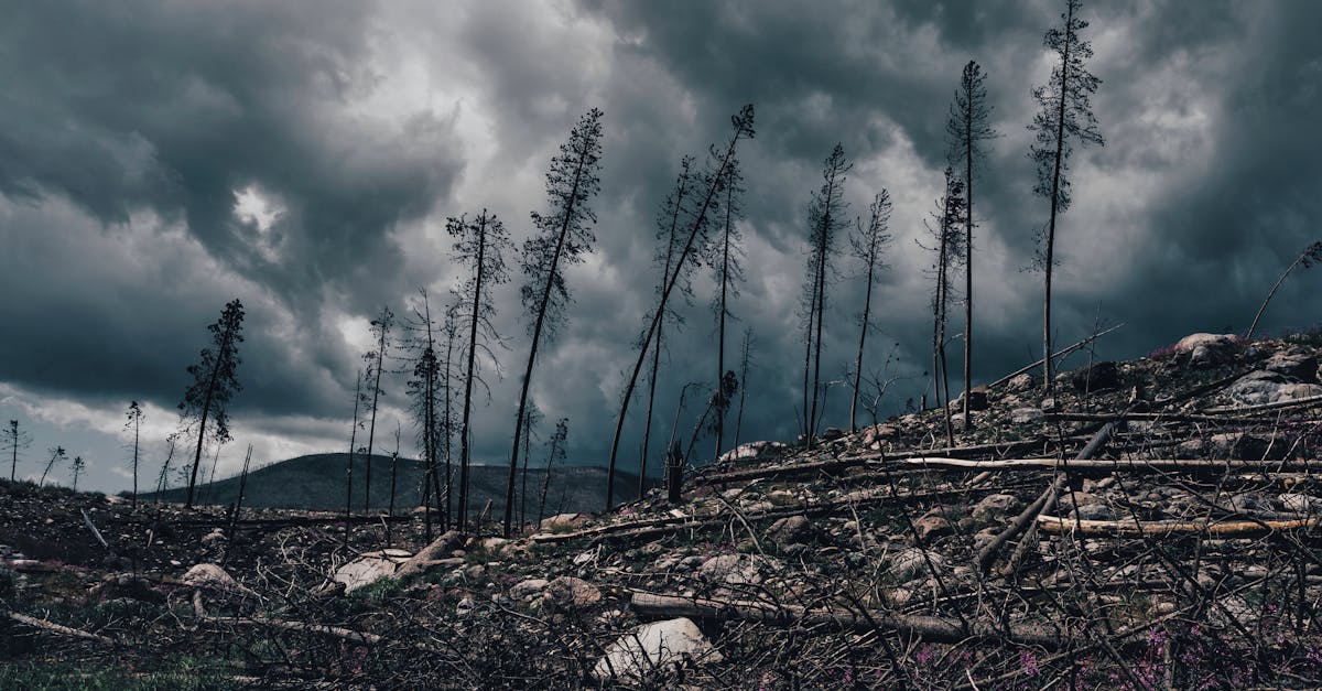 d&eacute;couvrez les causes, les impacts et les solutions du changement climatique pour prot&eacute;ger notre plan&egrave;te et assurer un avenir durable.