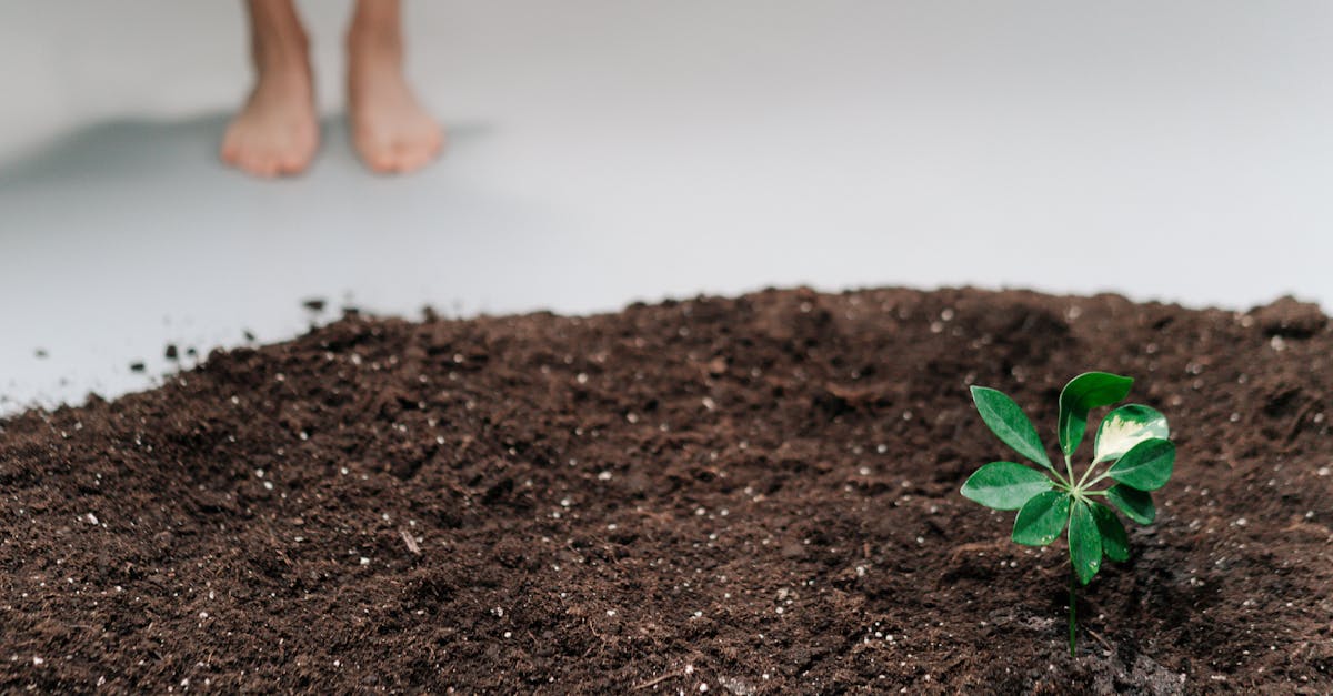 d&eacute;couvrez ce qu'est l'empreinte &eacute;cologique, son impact sur l'environnement et comment r&eacute;duire votre consommation pour vivre de mani&egrave;re plus durable.