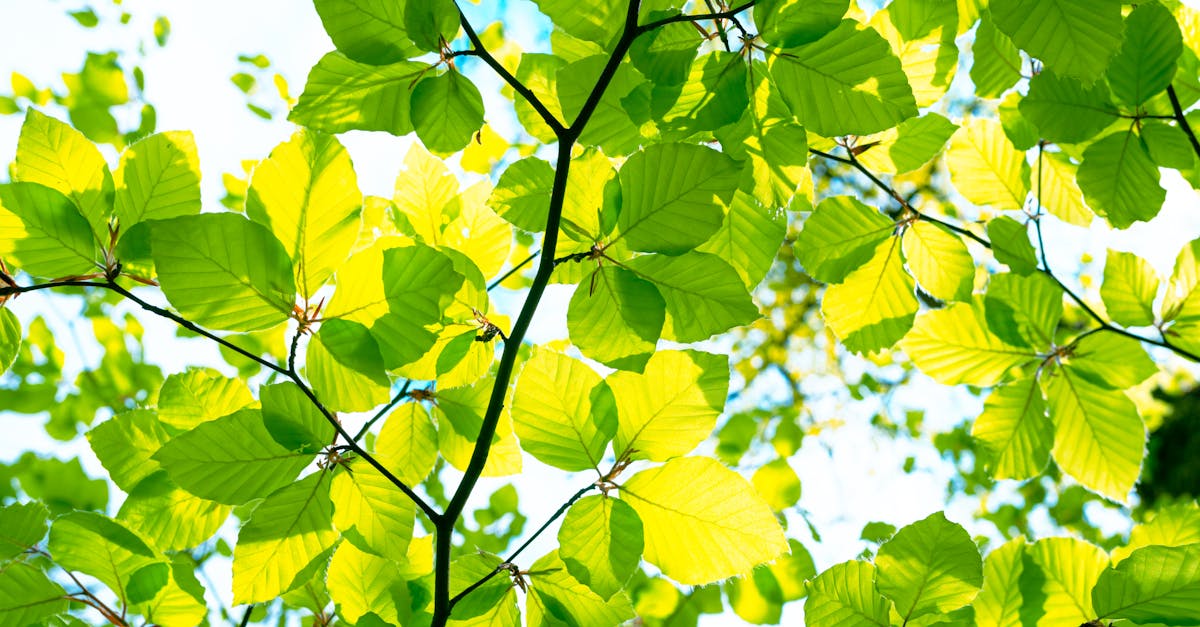d&eacute;couvrez l'&eacute;cologie : comprendre les interactions entre les &ecirc;tres vivants et leur environnement pour pr&eacute;server notre plan&egrave;te.