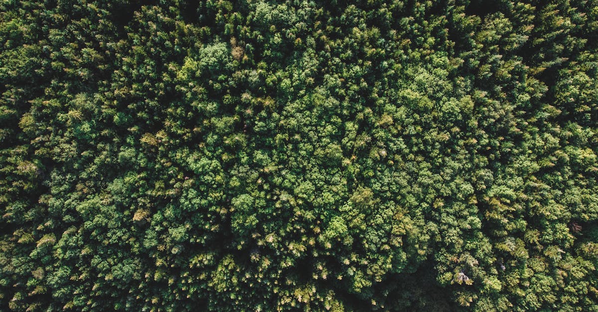 d&eacute;couvrez l'&eacute;cologie : protection de l'environnement, conservation de la biodiversit&eacute; et actions pour un d&eacute;veloppement durable.