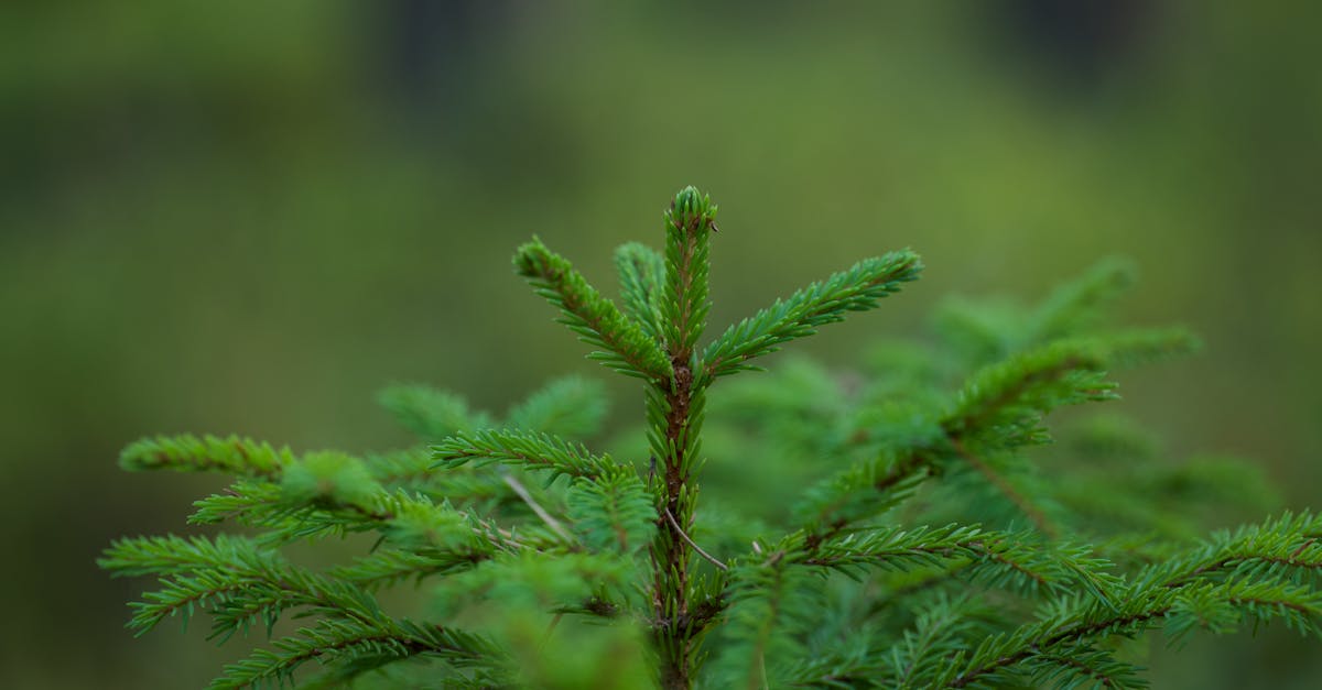 d&eacute;couvrez des informations essentielles sur l'&eacute;cologie, ses principes, ses enjeux et comment agir pour pr&eacute;server notre environnement.