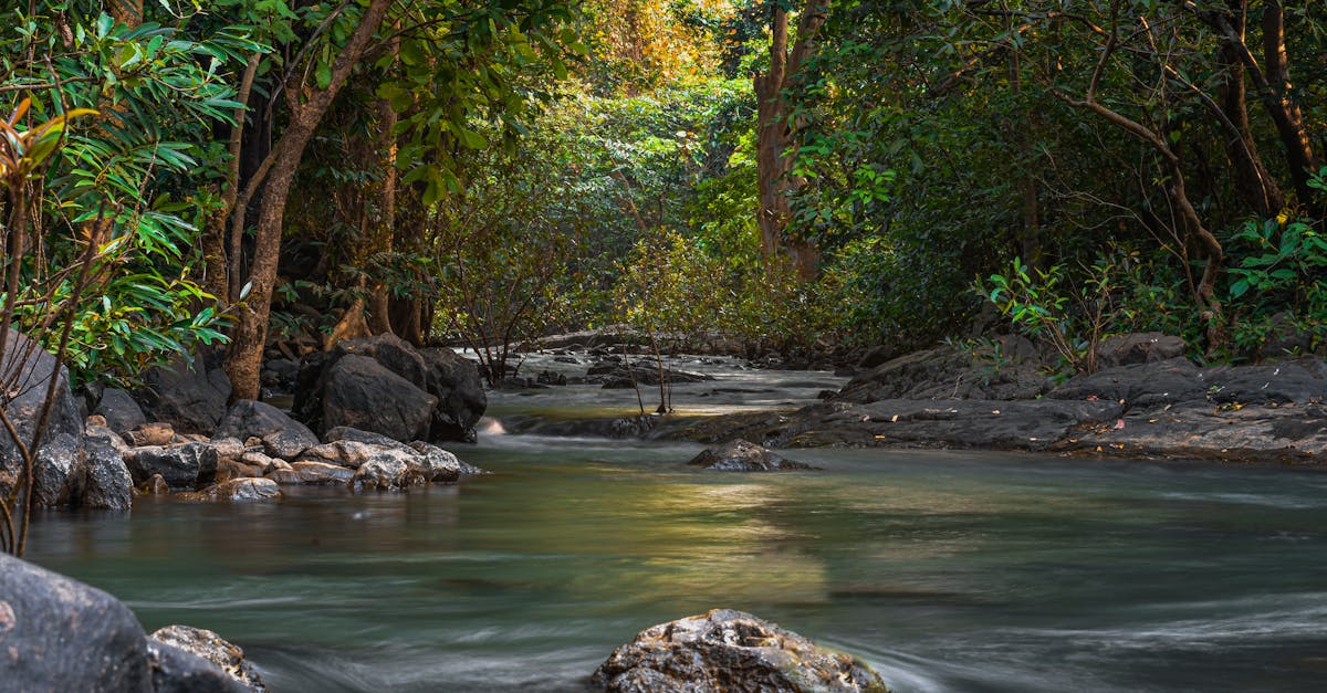 d&eacute;couvrez tout sur l'environnement : protection, enjeux &eacute;cologiques et actions pour un avenir durable.