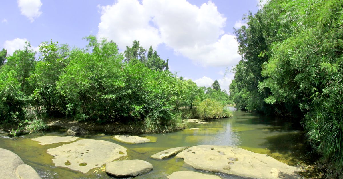 d&eacute;couvrez tout sur l'environnement : protection, biodiversit&eacute; et actions durables pour pr&eacute;server notre plan&egrave;te.