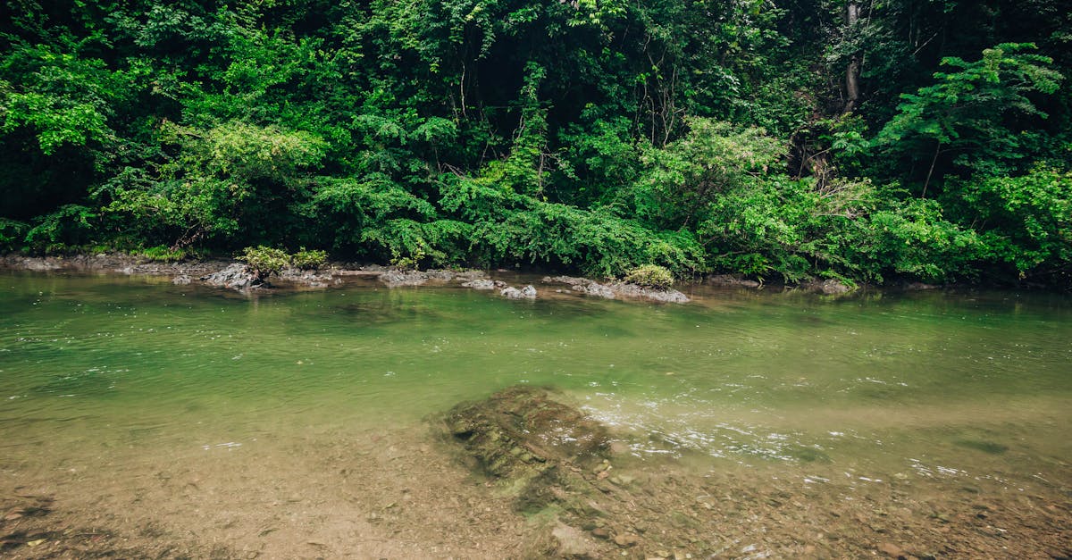 d&eacute;couvrez tout sur l'environnement : protection, enjeux &eacute;cologiques et actions durables pour pr&eacute;server notre plan&egrave;te.