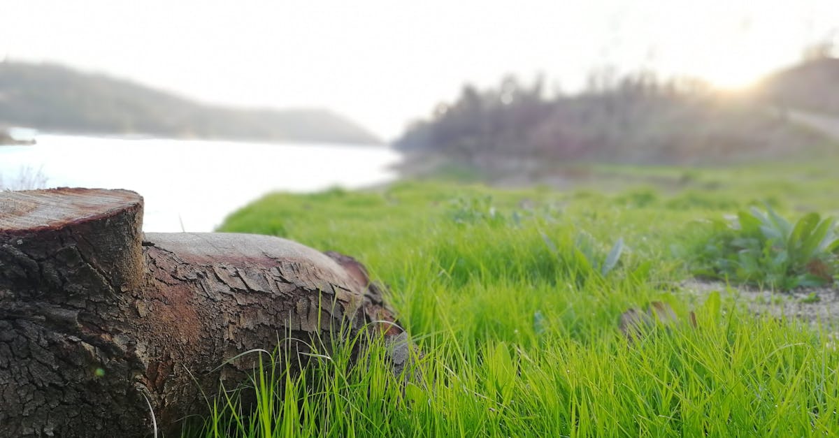 d&eacute;couvrez tout sur l'environnement : protection, enjeux &eacute;cologiques, biodiversit&eacute; et actions durables pour pr&eacute;server notre plan&egrave;te.