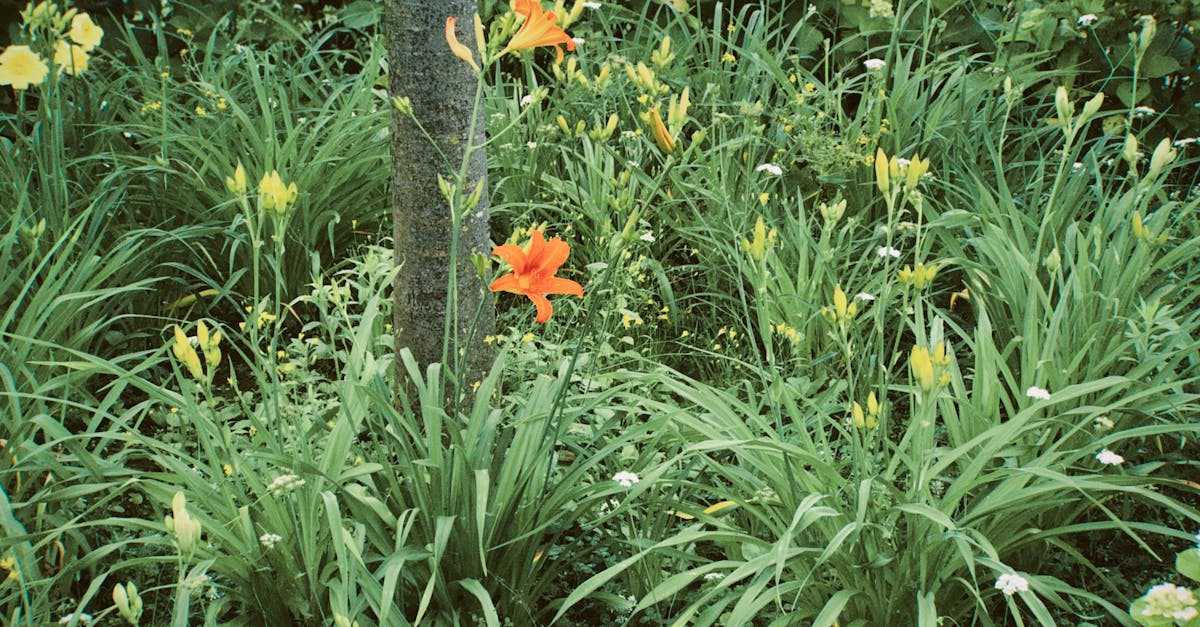 d&eacute;couvrez notre guide complet pour embellir votre jardin avec des conseils d'experts, des id&eacute;es d'am&eacute;nagement et des astuces pour un espace ext&eacute;rieur charmant et accueillant.