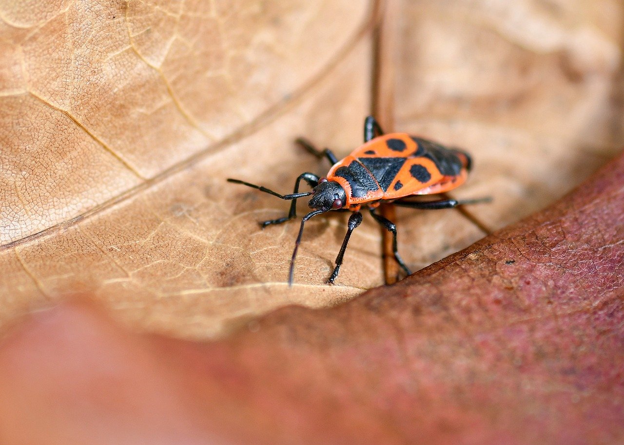 d&eacute;couvrez l'importance de la biodiversit&eacute; dans votre jardin et comment favoriser un &eacute;cosyst&egrave;me sain et &eacute;quilibr&eacute; pour plantes, insectes et animaux.