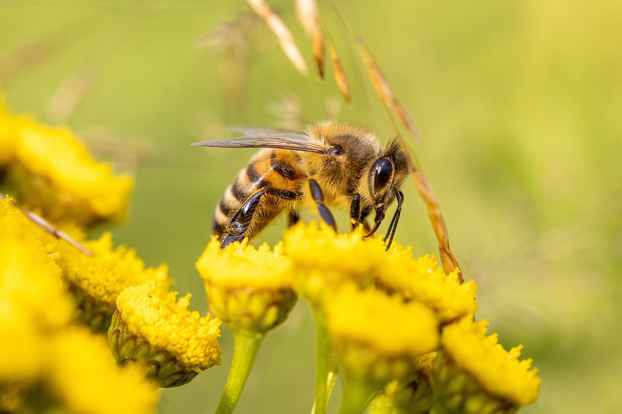 d&eacute;couvrez comment promouvoir la biodiversit&eacute; dans votre jardin en favorisant la diversit&eacute; des plantes, des insectes et des animaux pour un &eacute;cosyst&egrave;me sain et durable.